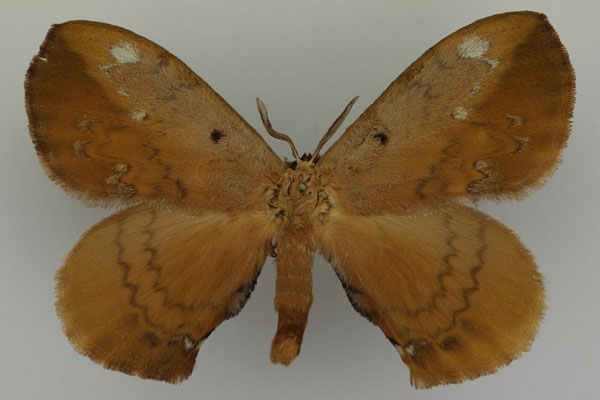 /filer/webapps/moths/media/images/S/sigyna_Stenoglene_AF_Basquin_03.jpg