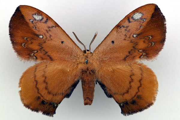 /filer/webapps/moths/media/images/S/sigyna_Stenoglene_AM_Basquin.jpg