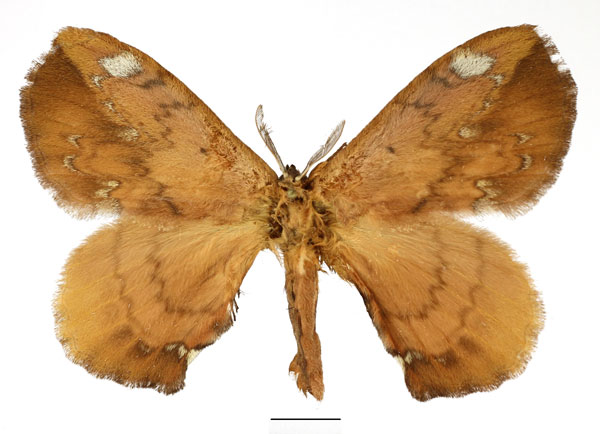 /filer/webapps/moths/media/images/S/sigyna_Stenoglene_AM_Basquin_02.jpg