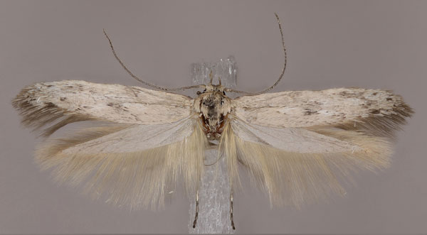 /filer/webapps/moths/media/images/S/sihvoneni_Haploscythris_HT_ZMUH.jpg