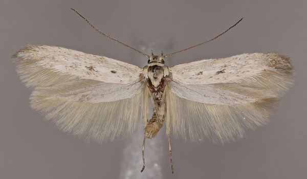 /filer/webapps/moths/media/images/S/sihvoneni_Haploscythris_PTM_ZMUH.jpg