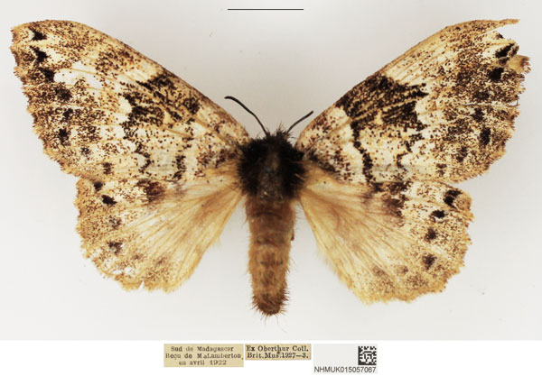/filer/webapps/moths/media/images/S/sikorae_Closterothrix_AF_NHMUK.jpg