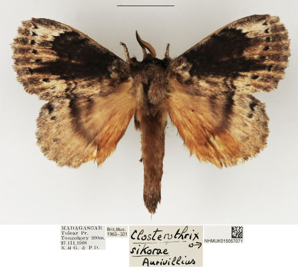 /filer/webapps/moths/media/images/S/sikorae_Closterothrix_AM_NHMUK_01.jpg