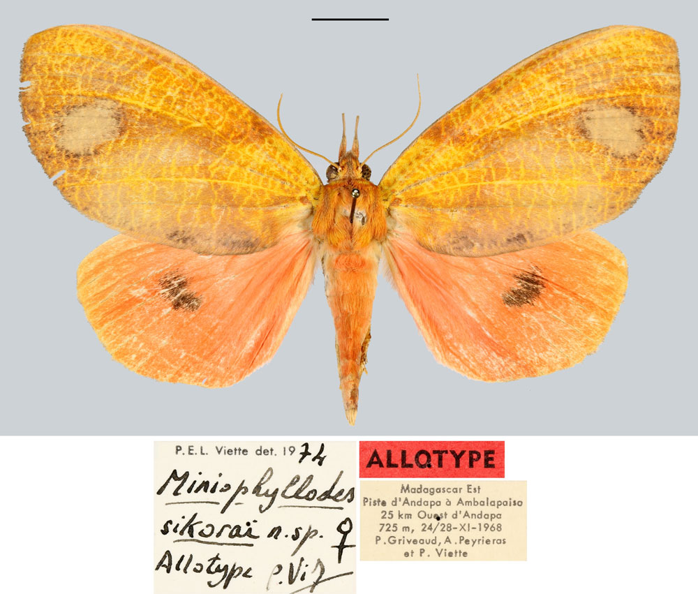 /filer/webapps/moths/media/images/S/sikorai_Miniophyllodes_AT_MNHN.jpg