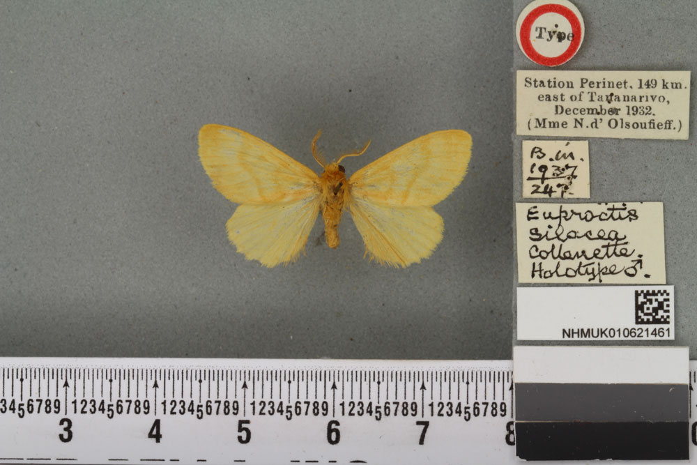 /filer/webapps/moths/media/images/S/silacea_Euproctis_HT_BMNHa.jpg