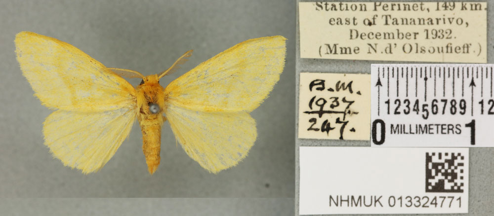/filer/webapps/moths/media/images/S/silacea_Euproctis_PT_BMNH_01a.jpg