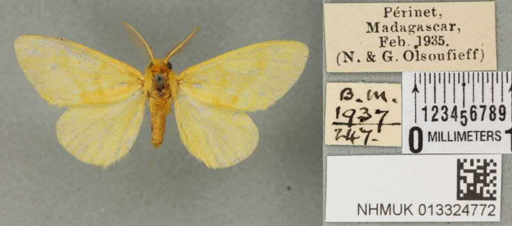 /filer/webapps/moths/media/images/S/silacea_Euproctis_PT_BMNH_02a.jpg