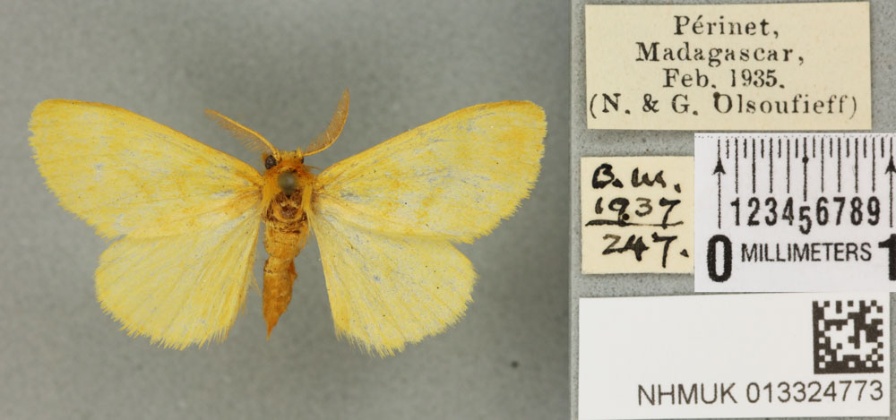 /filer/webapps/moths/media/images/S/silacea_Euproctis_PT_BMNH_03a.jpg