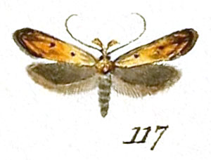 /filer/webapps/moths/media/images/S/silacella_Mesophleps_Hubner.jpg