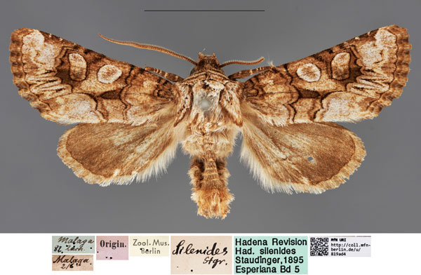 /filer/webapps/moths/media/images/S/silenides_Mamestra_LT_MfNa.jpg