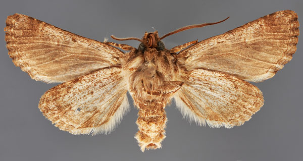 /filer/webapps/moths/media/images/S/silenides_Mamestra_LT_MfNb.jpg