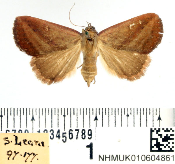 /filer/webapps/moths/media/images/S/silona_Phytometra_AF_BMNH.jpg