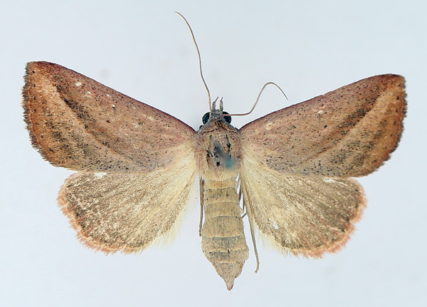 /filer/webapps/moths/media/images/S/silona_Phytometra_AF_TMSA_01.jpg