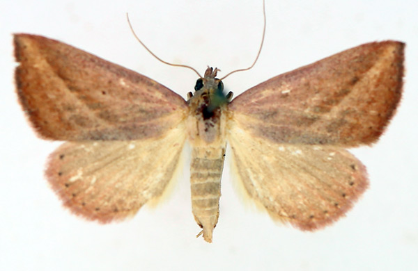 /filer/webapps/moths/media/images/S/silona_Phytometra_AF_TMSA_02.jpg