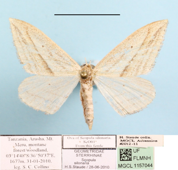/filer/webapps/moths/media/images/S/silonaria_Scopula_A_MGCLa_01.JPG