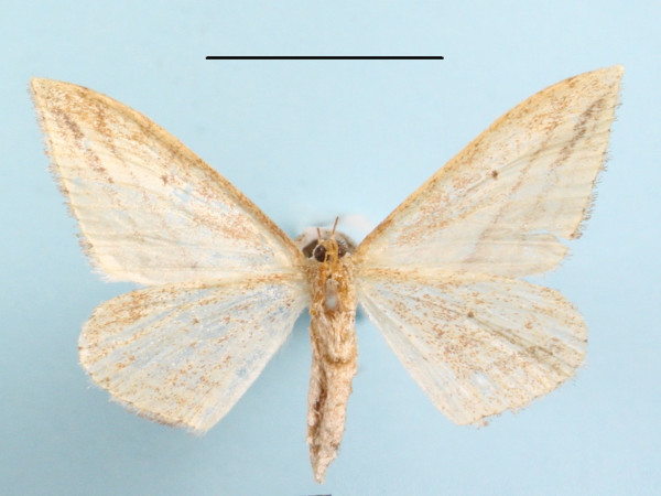 /filer/webapps/moths/media/images/S/silonaria_Scopula_A_MGCLb_01.JPG