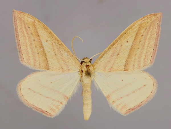 /filer/webapps/moths/media/images/S/silonaria_Scopula_A_ZSM_01.jpg