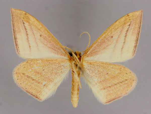 /filer/webapps/moths/media/images/S/silonaria_Scopula_A_ZSM_02.jpg