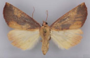 /filer/webapps/moths/media/images/S/silvaeiuniperi_Terpnostola_HT_TMSA.jpg