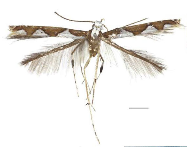 /filer/webapps/moths/media/images/S/silvana_Dialectica_HT_RBINS.jpg