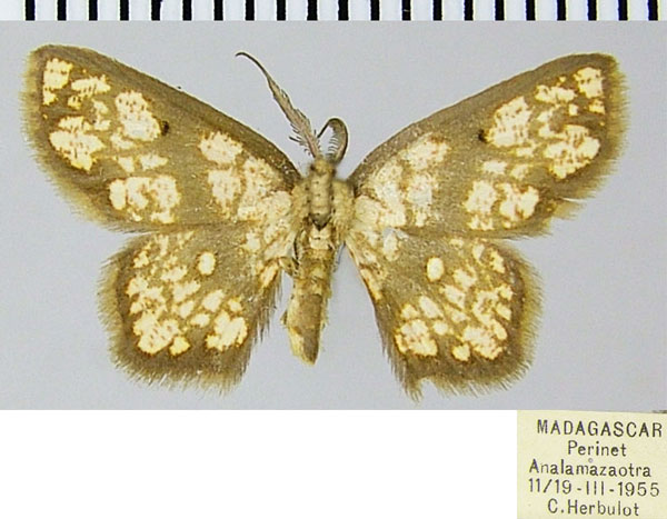/filer/webapps/moths/media/images/S/silvatica_Chrysocraspeda_AM_ZSMa.jpg