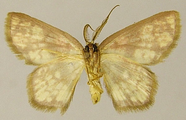 /filer/webapps/moths/media/images/S/silvatica_Chrysocraspeda_AM_ZSMb.jpg