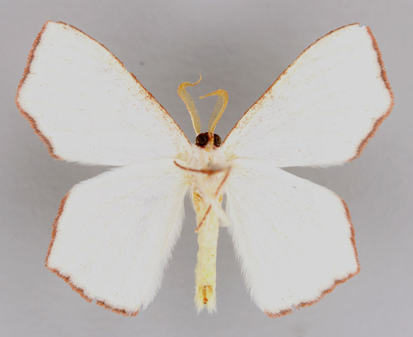 /filer/webapps/moths/media/images/S/silvatica_Xenochroma_HT_ZSM_02.jpg