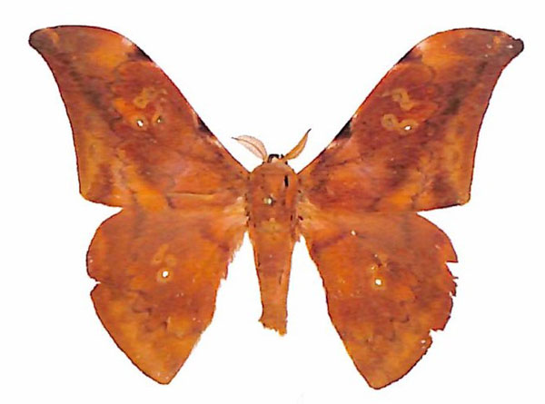 /filer/webapps/moths/media/images/S/silvaticum_Orthogonioptilum_AM_RBINS.jpg