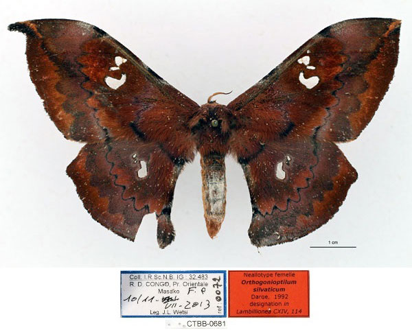 /filer/webapps/moths/media/images/S/silvaticum_Orthogonioptilum_NAT_RBINS_01_4yuPupR.jpg