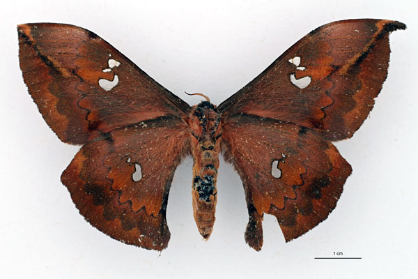 /filer/webapps/moths/media/images/S/silvaticum_Orthogonioptilum_NAT_RBINS_02.jpg