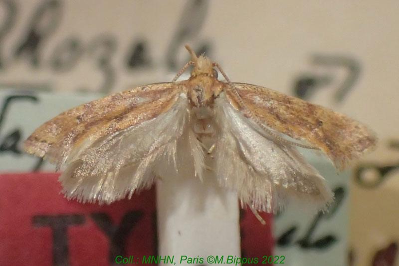 /filer/webapps/moths/media/images/S/silvestriella_Rhozale_HT_MNHN.jpg