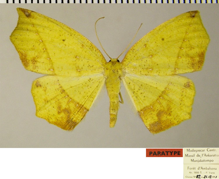/filer/webapps/moths/media/images/S/silvestris_Epigynopteryx_PTF_ZSM_01.jpg