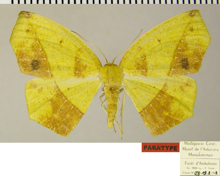/filer/webapps/moths/media/images/S/silvestris_Epigynopteryx_PTF_ZSM_02.jpg
