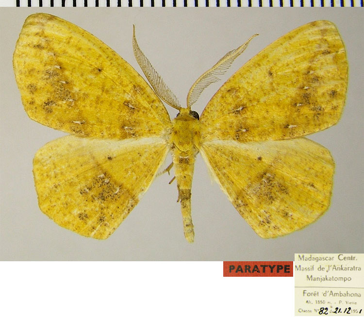 /filer/webapps/moths/media/images/S/silvestris_Epigynopteryx_PTM_ZSMa.jpg