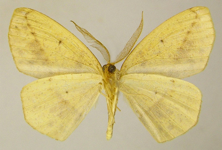 /filer/webapps/moths/media/images/S/silvestris_Epigynopteryx_PTM_ZSMb.jpg