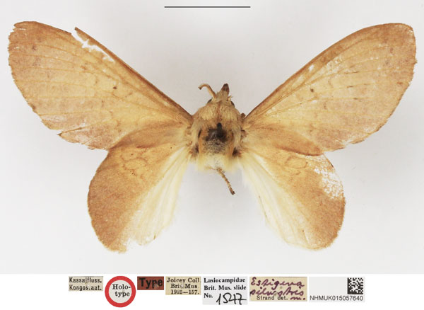 /filer/webapps/moths/media/images/S/silvestris_Estigena_HT_NHMUK.jpg