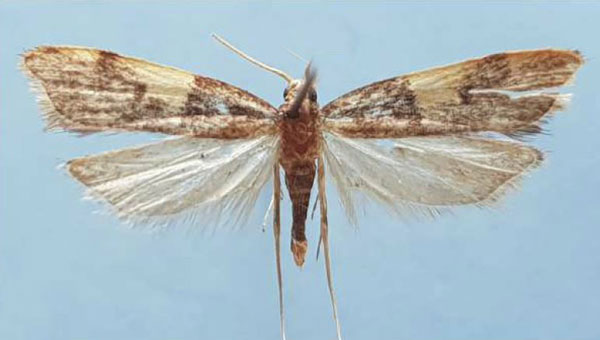 /filer/webapps/moths/media/images/S/silvestris_Torodora_HT_MNHN.jpg