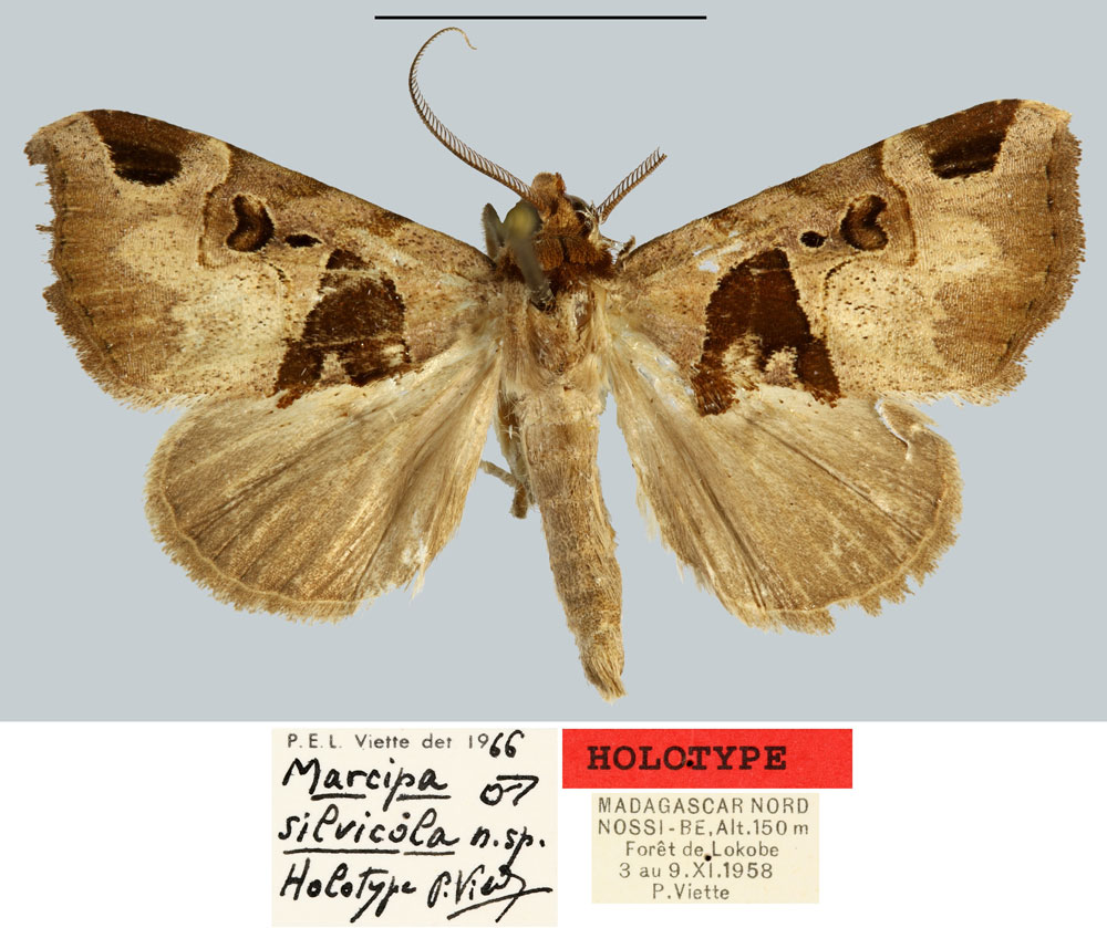 /filer/webapps/moths/media/images/S/silvicola_Marcipa_HT_MNHN.jpg