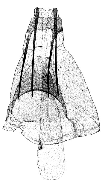/filer/webapps/moths/media/images/S/silvicola_Phyllonorycter_GF_DePrins.jpg