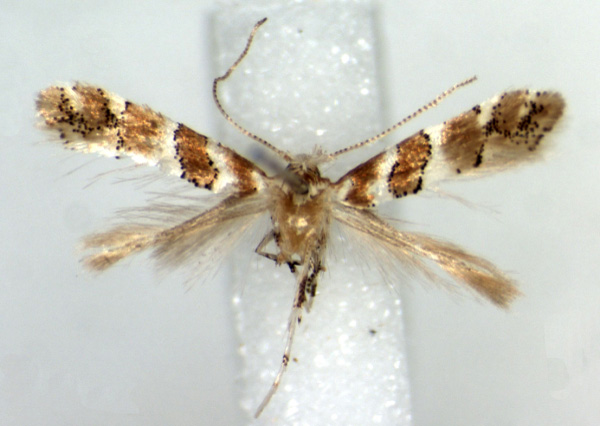 /filer/webapps/moths/media/images/S/silvicola_Phyllonorycter_HT_RMCA.jpg