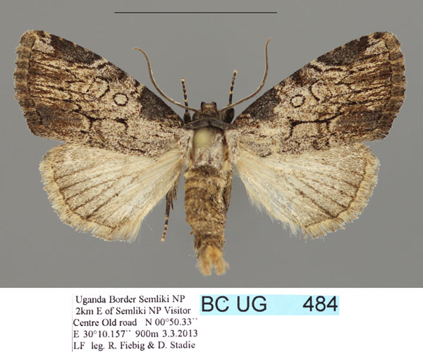/filer/webapps/moths/media/images/S/silvicola_Procrateria_PTM_Stadie.jpg