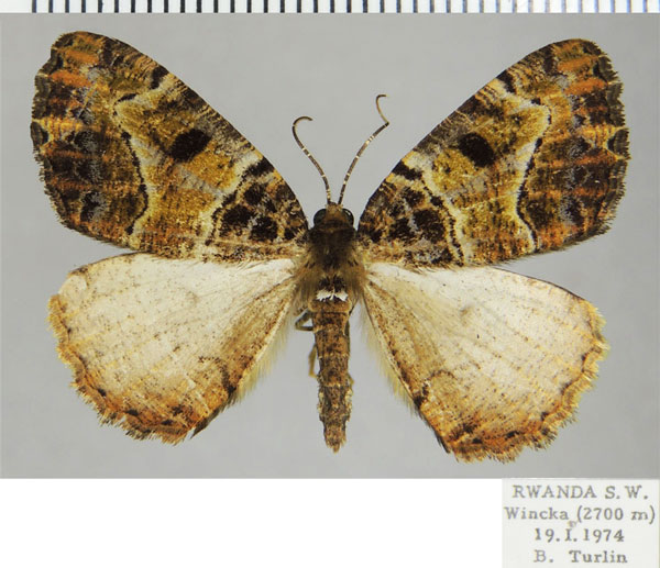 /filer/webapps/moths/media/images/S/sima_Xylopteryx_AM_ZSMa.jpg