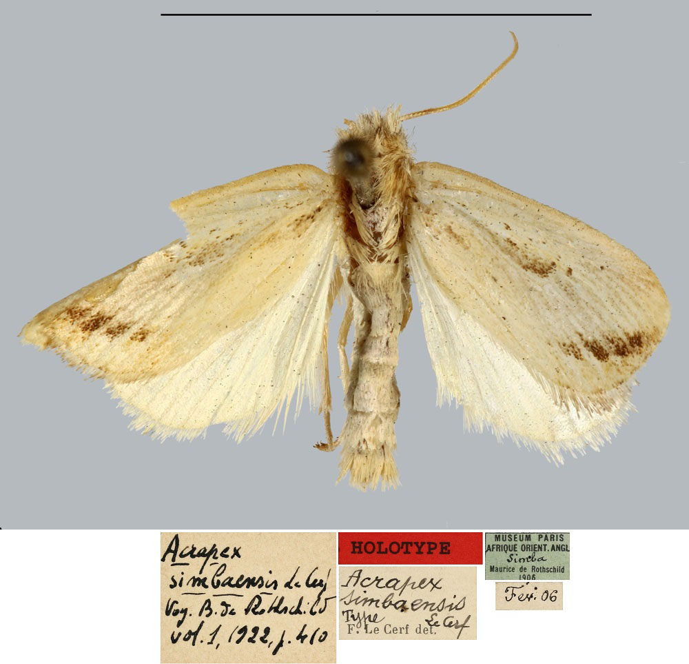 /filer/webapps/moths/media/images/S/simbaensis_Acrapex_HT_MNHN.jpg