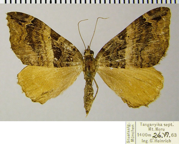 /filer/webapps/moths/media/images/S/similata_Ecpetala_AF_ZSM.jpg