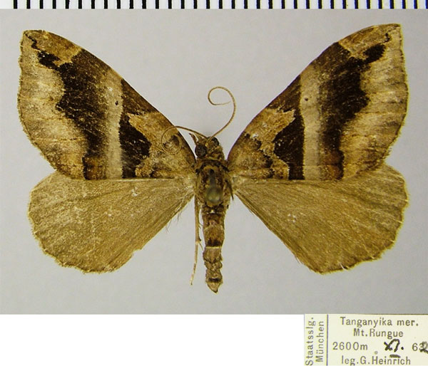 /filer/webapps/moths/media/images/S/similata_Ecpetala_AM_ZSMa.jpg