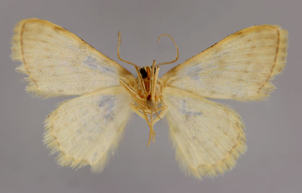 /filer/webapps/moths/media/images/S/similata_Scopula_A_ZSM_02.jpg