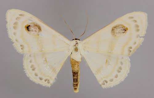 /filer/webapps/moths/media/images/S/similinotata_Problepsis_A_ZSM_01.jpg