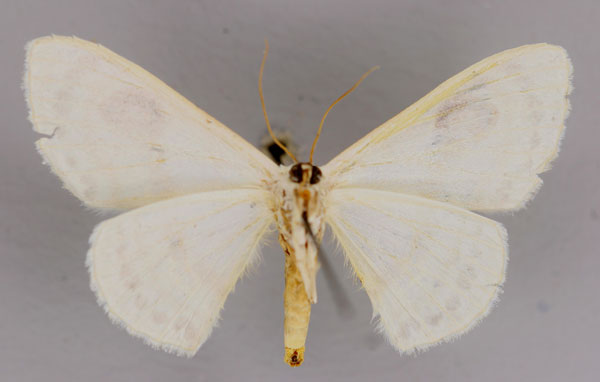 /filer/webapps/moths/media/images/S/similinotata_Problepsis_A_ZSM_02.jpg