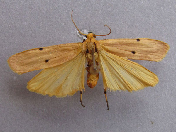 /filer/webapps/moths/media/images/S/similipuncta_Eilema_A_Baron_01.jpg