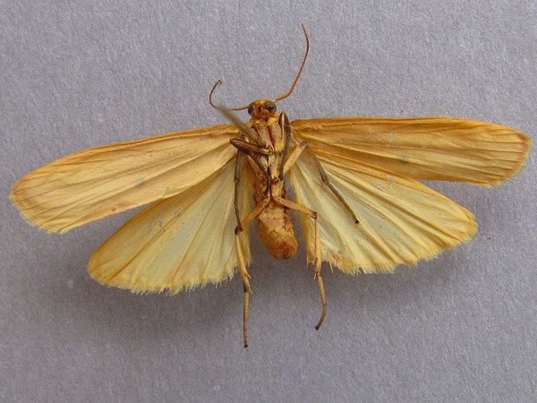 /filer/webapps/moths/media/images/S/similipuncta_Eilema_A_Baron_02.jpg